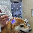 나루동물병원 이미지