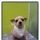 삐삐애견샵 이미지