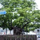 교가1리 이미지