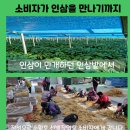 백년가족인삼 이미지