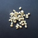 아라비카 커피씨앗을 무료 분양합니다.(선착순 5명) 이미지