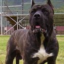 도고(DOGO) 이미지