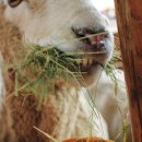 입석목장 이미지