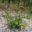 자작나무쉼터 이미지