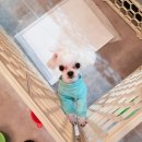 리리 펫살롱 이미지