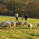 유일목장 이미지