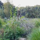 프랑스올리브 이미지