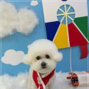 멍멍이샵 이미지