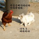 촌닭 이미지