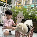 🤍펫체험-면양을 만났어요🐑🤍 이미지
