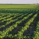 순익농장 | “왜 돼지가 생각보다 안 크지?”… 답은 ‘대두박(콩박)의 숨겨진 4가지 힘’을 제대로 못 쓰고 있었기...