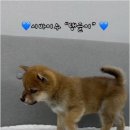 버디독강아지분양안심분양센터 - 김포시 김포한강4로 521 | 버디독강아지분양안심분양센터