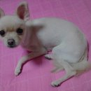 뽀야 Daum카페