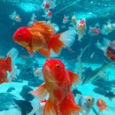 아쿠아가든카페 양재점 이미지