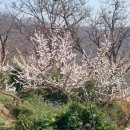 단비꽃농원 - 과천시 곱돌머리길 28 | 단비꽃농원