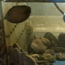 청해아구찜 이미지