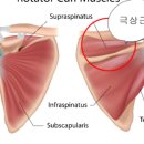 허니바디 스포츠 이미지