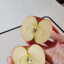 청송농장 | 경북부사사과 문경 청송 농장 산지직송 정담아농원 꿀사과 특품 중소과 2kg 후기