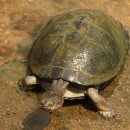 자라 앞 이미지