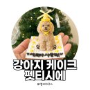 펫티시에 | [내돈내산] 안양 강아지 케이크 펫티시에｜알러지 걱정 없이 선택한 생일 케이크 후기