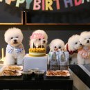 뚱독스 수제간식 이미지