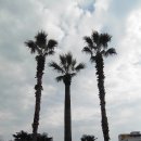 제주 와싱톤 이미지