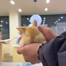 달빛 햄스터리 | 서울 / 일산 아기토끼 분양, 밝은 오렌지 모색 토끼 분양 소식 (달빛햄스터리)