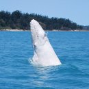 고래바다PC 이미지