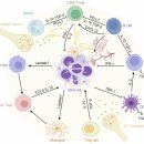 Re: 신경-면역 교신.. 암치료 기전과 치료적 의미 2025 네이처!! 이미지