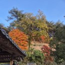 서원2 | 안동 단풍 명소 추천 2편 - 도산서원 실시간 단풍 근황 | 입장료, 운영시간, 주차, 포토스팟