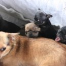 바둑아 놀자 | 동물농장 <바둑아놀자> 반려동물 체험농장