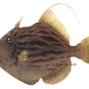 나그네의쉼터어시장 이미지