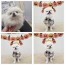 아모르 펫 살롱 이미지