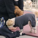 도그랑 나랑 이미지