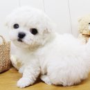 천사 애견 이미지