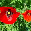 의령남강 이미지