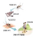 웨스트나일열(West Nile fever) 이미지