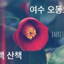 [3.19(목)-3.20(금)] 1박2일 여수 오동도 동백꽃과 선암사 고매화 향기 / 목동, 압구정 출발 확정!! -종료 이미지