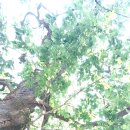 안규백 국방장관 후보자가 아니라 내란정당 청문회 됐다! / 조은석 특검! 윤석열 갖다놔! 서울구치소 엄중 책임! / 모스탄 수사착수! 이미지