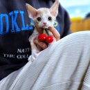 냥이의하루 카페.분양 | 남양주고양이분양 찾던 제가 드디어 인생냥이 만난 썰 풀어볼게요