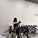 독크루 첨단점 이미지