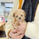 바나개 강아지 고양이 마포점 네이버블로그
