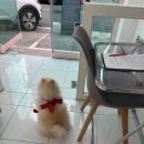 동글하개 이미지