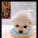 아이러브 독 이미지