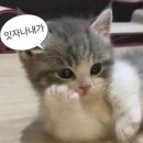 앙페르 이미지