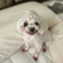 마주봄 애견미용실 이미지