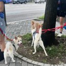 룰루랄라 이미지