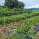 연일농장 이미지