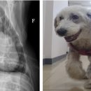 투투 동물병원 이미지