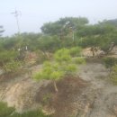 검바우농장 Daum카페
